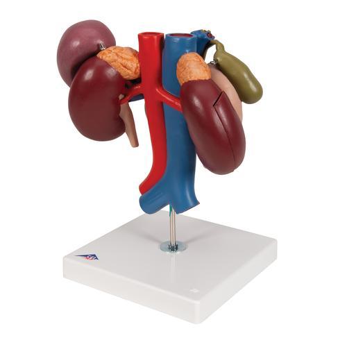 Human Kidneys Model with Rear Organs of Upper Abdomen, 3 part - 3B Smart Anatomy 1000310 | Sim & Skills