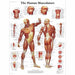 Human Muscle Laminated Chart 1001470 | Sim & Skills