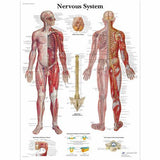 Human Nervous System Chart | Human Nervous System Laminated Chart 1001586 | Sim & Skills