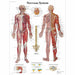 Human Nervous System Chart | Human Nervous System Laminated Chart 1001586 | Sim & Skills