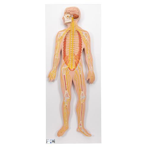 Human Nervous System Model, 1/2 Life-Size - 3B Smart Anatomy 1000231 | Sim & Skills