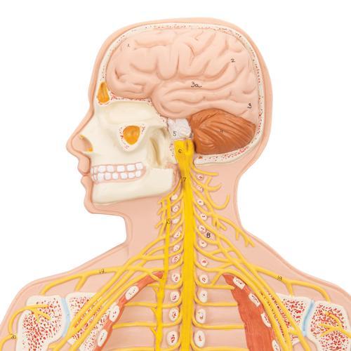 Human Nervous System Model, 1/2 Life-Size - 3B Smart Anatomy 1000231 | Sim & Skills