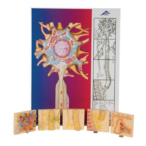 Human Nervous System Model Set- Physiology of Nerves 1000232 | Sim & Skills