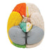 Human Neuro-Anatomical Brain Model, 8 Part 1000228 | Sim & Skills