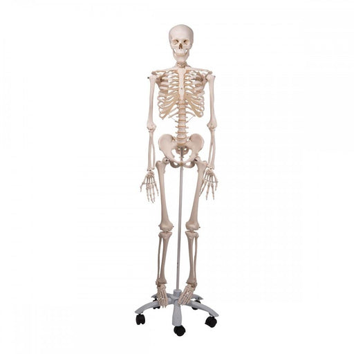 Human Skeleton Model - Stan 1020171 | Sim & Skills