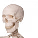 Human Skeleton Model - Stan 1020171 | Sim & Skills