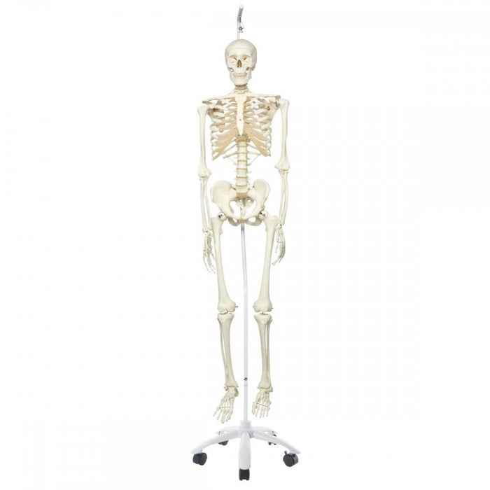 Human Skeleton Model - Stan 1020172 | Sim & Skills