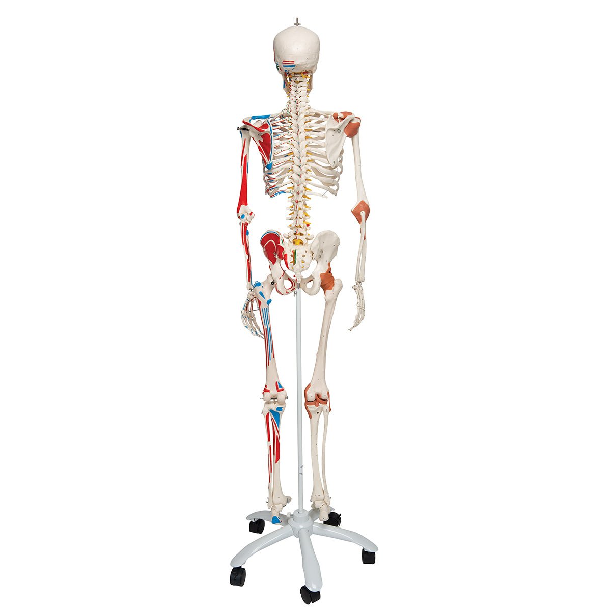 Human Skeleton Model with Muscles & Ligaments - Sam 1020176 | Sim & Skills