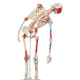 Human Skeleton Model with Muscles & Ligaments - Sam 1020176 | Sim & Skills