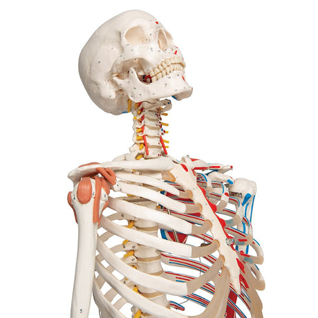 Human Skeleton Model with Muscles & Ligaments - Sam 1020176 | Sim & Skills