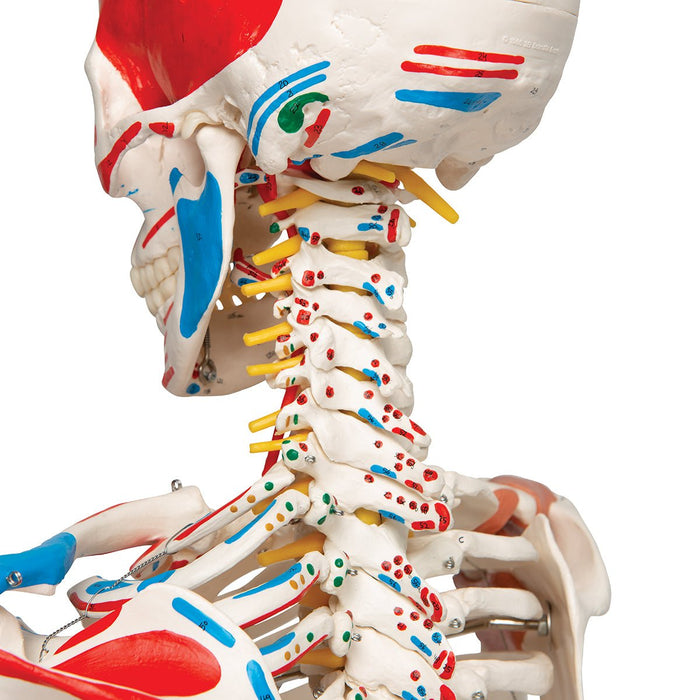 Human Skeleton Model with Muscles & Ligaments - Sam 1020176 | Sim & Skills