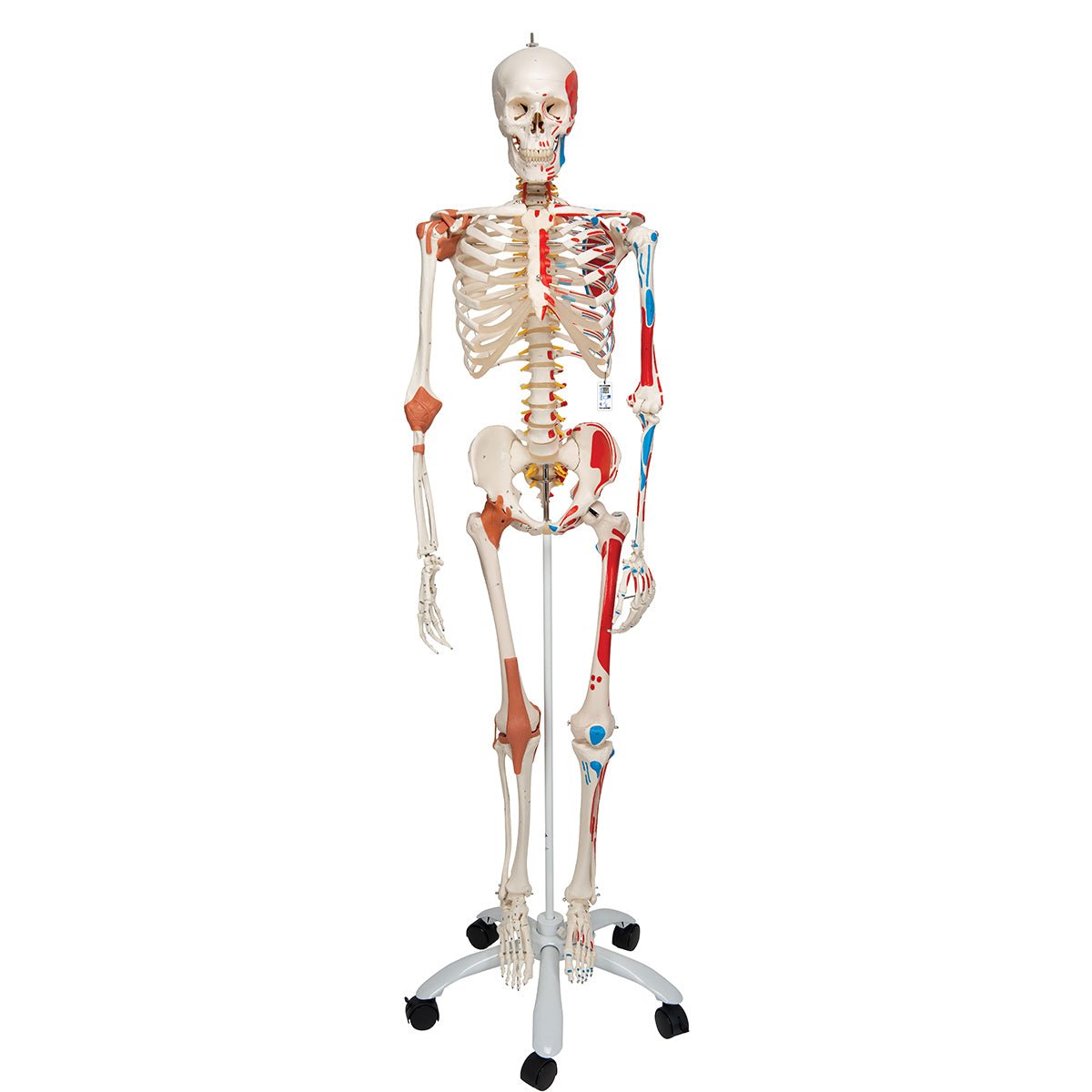 Human Skeleton Model with Muscles & Ligaments - Sam - Sim & Skills