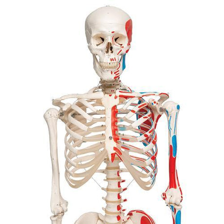 Human Skeleton Model with Painted Muscle Origins & Inserts - Max 1020173 | Sim & Skills