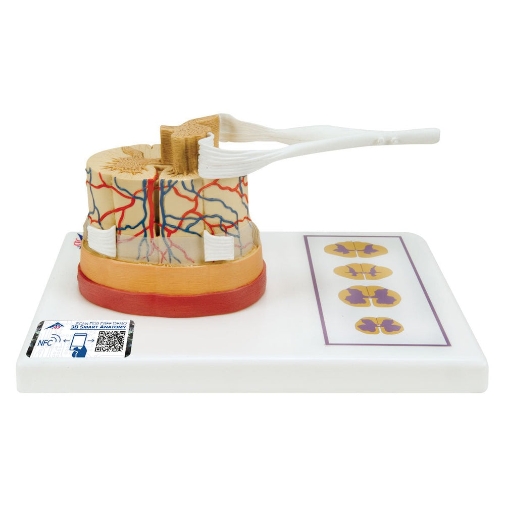 Human Spinal Cord Model, 5 times Life-Size 1000238 | Sim & Skills