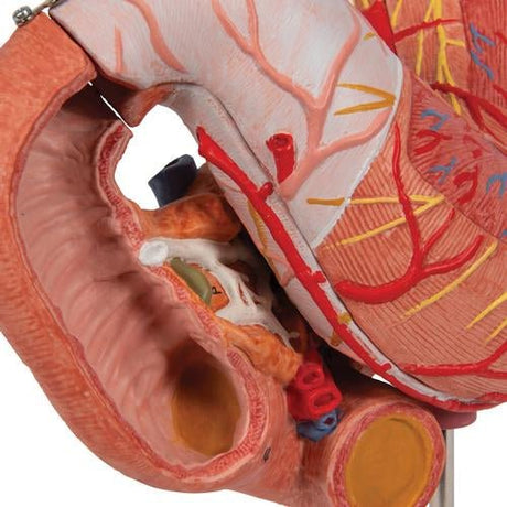 Human Stomach Model, 3 part - 3B Smart Anatomy 1000303 | Sim & Skills