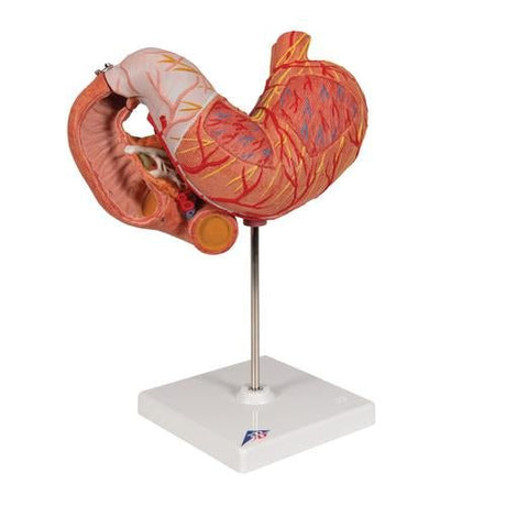 Human Stomach Model, 3 part - 3B Smart Anatomy 1000303 | Sim & Skills