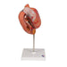 Human Stomach Model, 3 part - 3B Smart Anatomy 1000303 | Sim & Skills