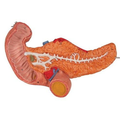 Human Stomach Model, 3 part - 3B Smart Anatomy 1000303 | Sim & Skills