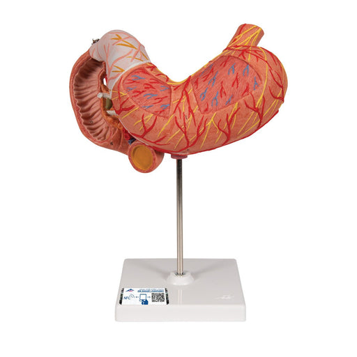 Human Stomach Model, 3 part - 3B Smart Anatomy 1000303 | Sim & Skills