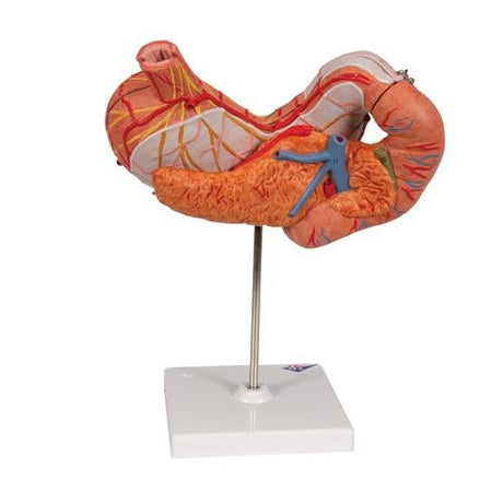 Human Stomach Model, 3 part - 3B Smart Anatomy 1000303 | Sim & Skills