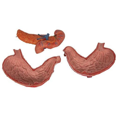 Human Stomach Model, 3 part - 3B Smart Anatomy 1000303 | Sim & Skills