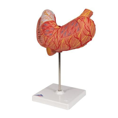 Human Stomach Model, 3 part - 3B Smart Anatomy 1000303 | Sim & Skills