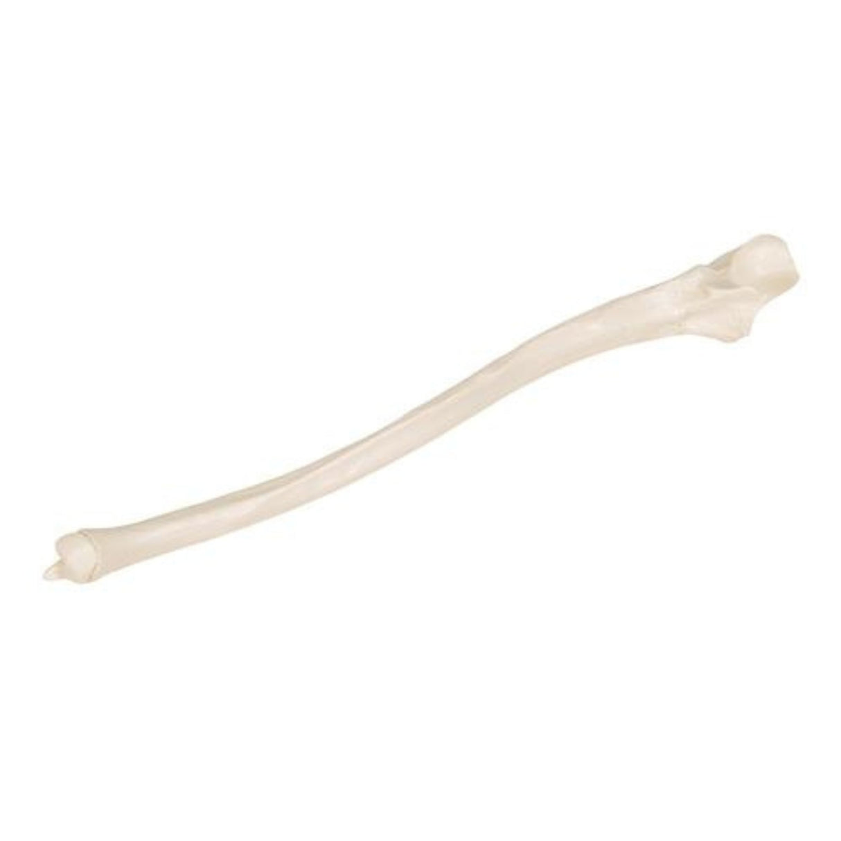 Human Ulna Model 1019373 | Sim & Skills