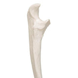 Human Ulna Model 1019373 | Sim & Skills