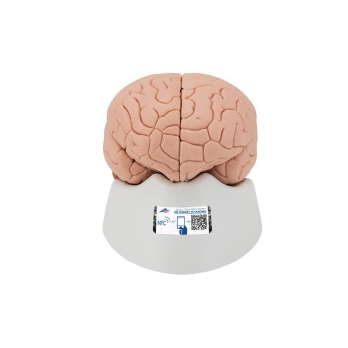 Introductory Human Brain Model, 2 part – Sim & Skills