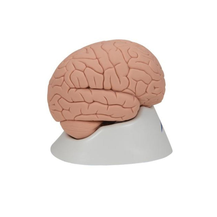 Introductory Human Brain Model, 2 part 1000223 | Sim & Skills