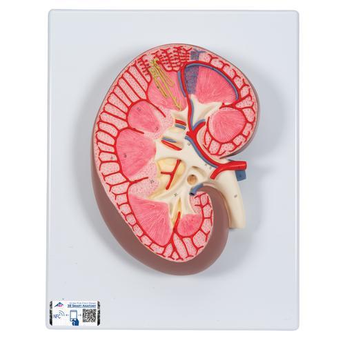 Kidney Section Model, 3 times Full-Size - 3B Smart Anatomy - Sim & Skills