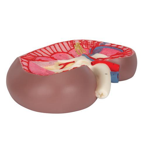 Kidney Section Model, 3 times Full-Size - 3B Smart Anatomy 1000296 | Sim & Skills