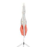 Life-Size Finger Model with Muscles & Tendons 1000350 | Sim & Skills