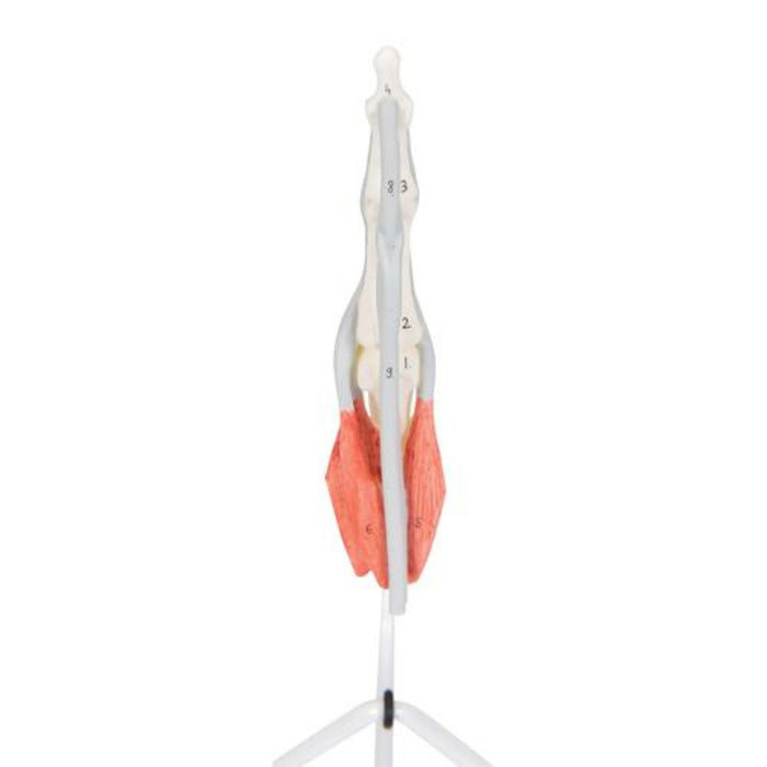 Life-Size Finger Model with Muscles & Tendons 1000350 | Sim & Skills