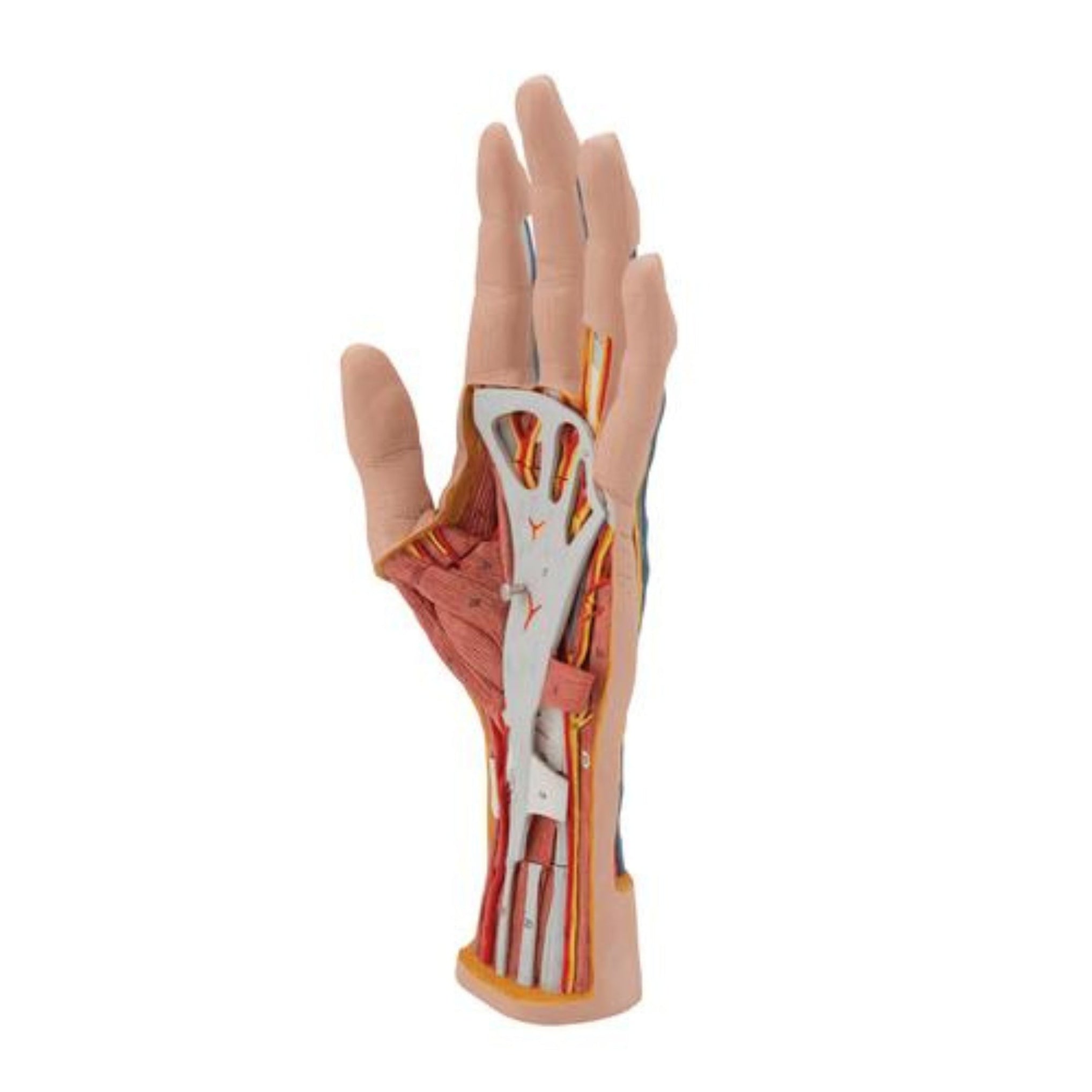 Hand Model Dimensions Pdf Life-Size Hand Model with Muscles, Tendons, Ligaments, Nerves & Arteri ...