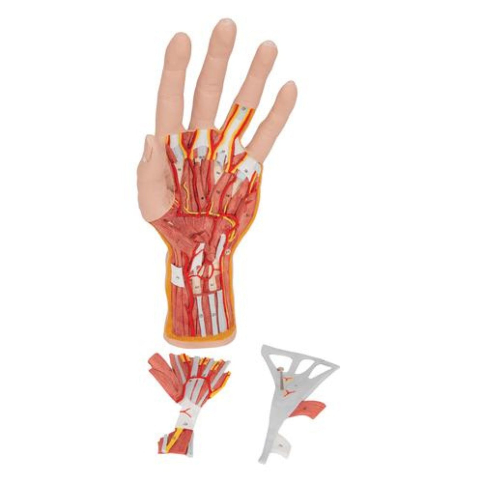Life-Size Hand Model with Muscles, Tendons, Ligaments, Nerves & Arteri ...