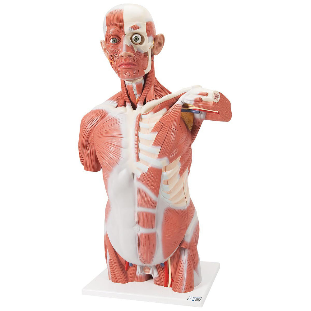 Life-Size Human Muscle Torso Model, 27 part 1001236 | Sim & Skills