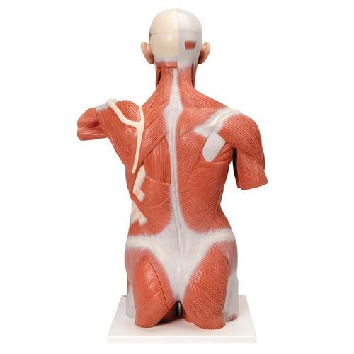 Life-Size Human Muscle Torso Model, 27 part 1001236 | Sim & Skills