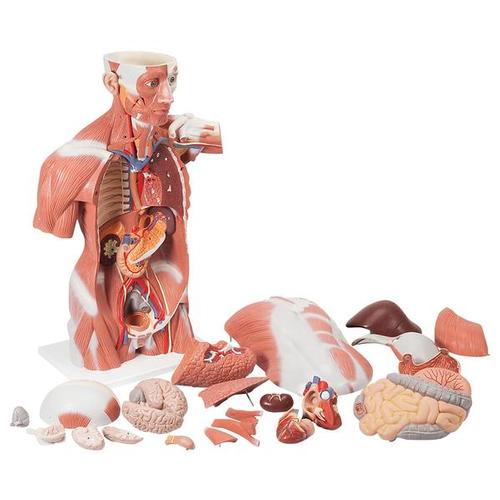 Life-Size Human Muscle Torso Model, 27 part 1001236 | Sim & Skills