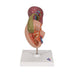 Life-Size Model of Rear Organs of Upper Abdomen - 3B Smart Anatomy 1000309 | Sim & Skills