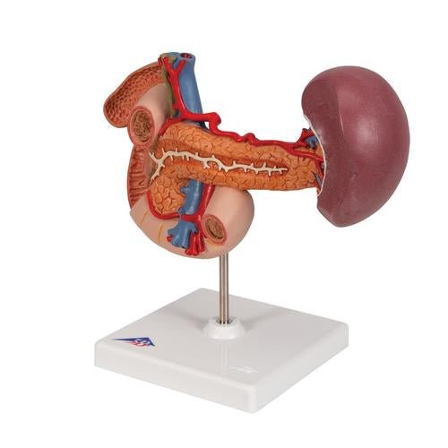 Life-Size Model of Rear Organs of Upper Abdomen - 3B Smart Anatomy 1000309 | Sim & Skills