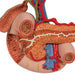 Life-Size Model of Rear Organs of Upper Abdomen - 3B Smart Anatomy 1000309 | Sim & Skills