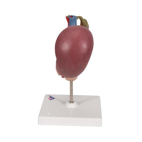 Life-Size Model of Rear Organs of Upper Abdomen - 3B Smart Anatomy 1000309 | Sim & Skills