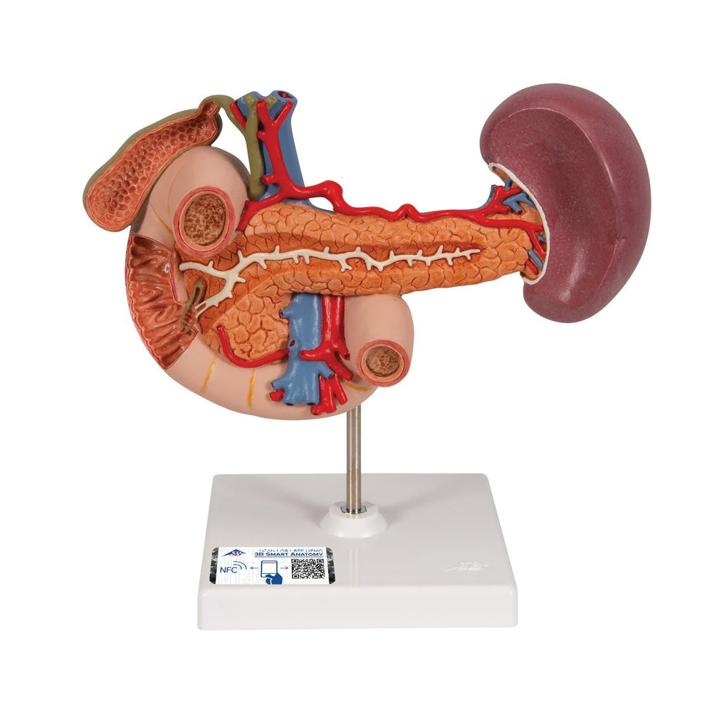Life-Size Model of Rear Organs of Upper Abdomen - 3B Smart Anatomy 1000309 | Sim & Skills
