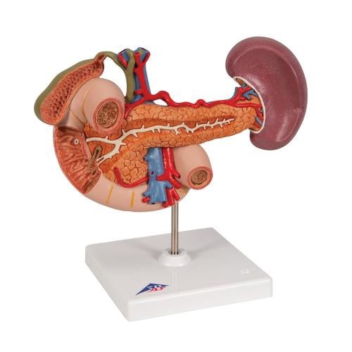 Life-Size Model of Rear Organs of Upper Abdomen - 3B Smart Anatomy 1000309 | Sim & Skills