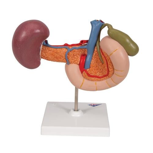 Life-Size Model of Rear Organs of Upper Abdomen - 3B Smart Anatomy 1000309 | Sim & Skills