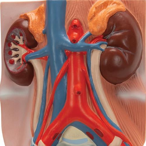 Male Urinary System Model, 3/4 Life-Size - 3B Smart Anatomy 1008551 | Sim & Skills