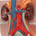 Male Urinary System Model, 3/4 Life-Size - 3B Smart Anatomy 1008551 | Sim & Skills