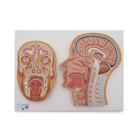 Median and Frontal Section of Human Head 1022187 | Sim & Skills