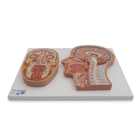 Median and Frontal Section of Human Head 1022187 | Sim & Skills